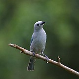 GRAY BLUE TANAGER 9-Viudita